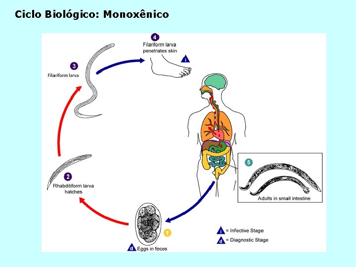 Ciclo Biológico: Monoxênico 