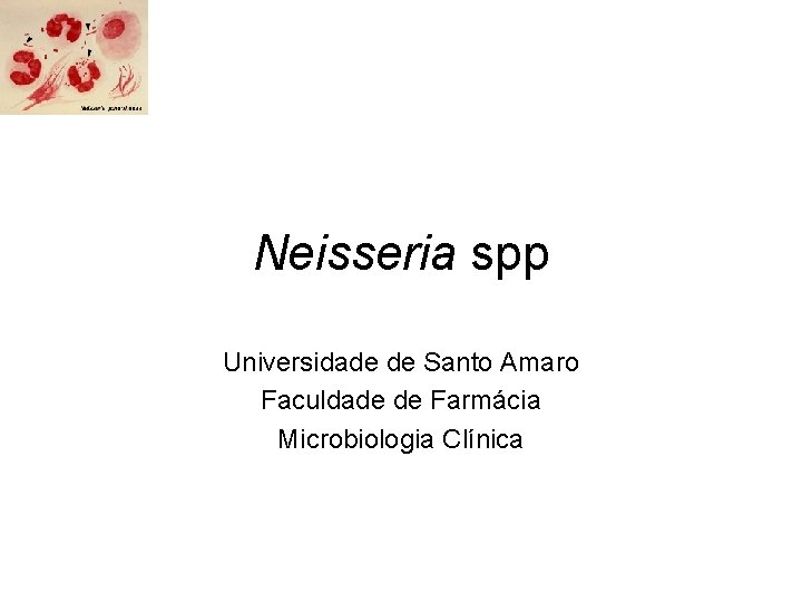 Neisseria spp Universidade de Santo Amaro Faculdade de Farmácia Microbiologia Clínica 