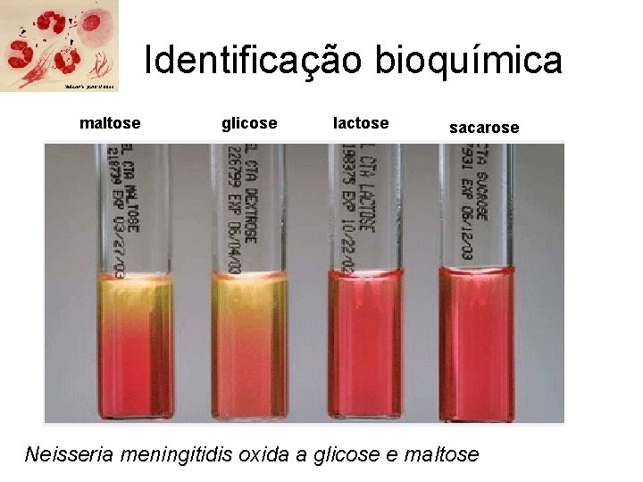 Identificação bioquímica maltose glicose lactose sacarose Neisseria meningitidis oxida a glicose e maltose 