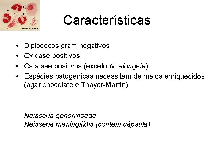 Características • • Diplococos gram negativos Oxidase positivos Catalase positivos (exceto N. elongata) Espécies