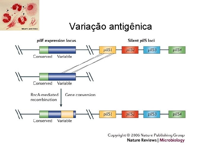Variação antigênica 