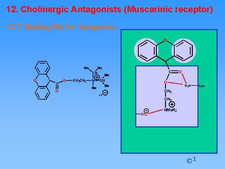 12. Cholinergic Antagonists (Muscarinic receptor) 12. 7 Binding Site for Antagonists © 1 