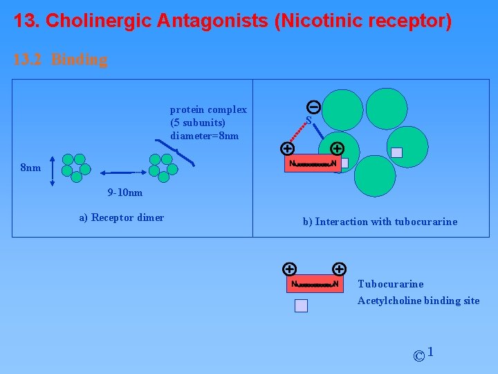 13. Cholinergic Antagonists (Nicotinic receptor) 13. 2 Binding protein complex (5 subunits) diameter=8 nm