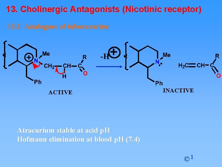 13. Cholinergic Antagonists (Nicotinic receptor) 13. 3 Analogues of tubocurarine ACTIVE INACTIVE Atracurium stable