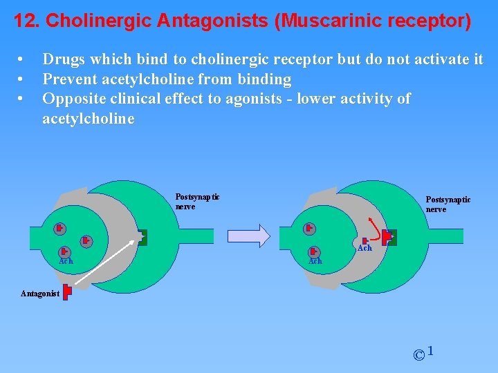 12. Cholinergic Antagonists (Muscarinic receptor) • • • Drugs which bind to cholinergic receptor