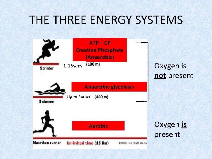 THE THREE ENERGY SYSTEMS ATP – CP Creatine Phosphate (Anaerobic) 1 -15 secs Oxygen