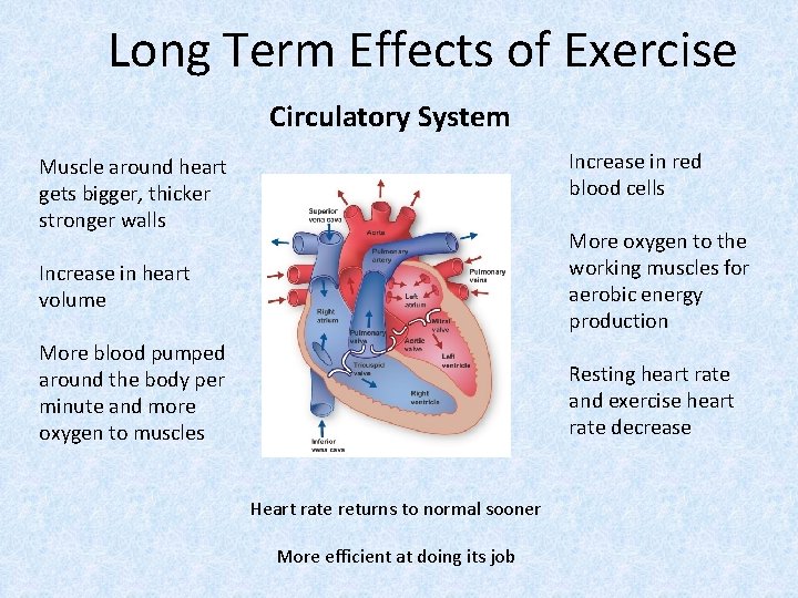 Long Term Effects of Exercise Circulatory System Increase in red blood cells Muscle around