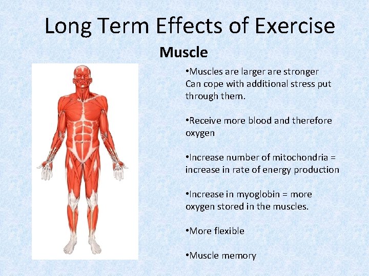 Long Term Effects of Exercise Muscle • Muscles are larger are stronger Can cope