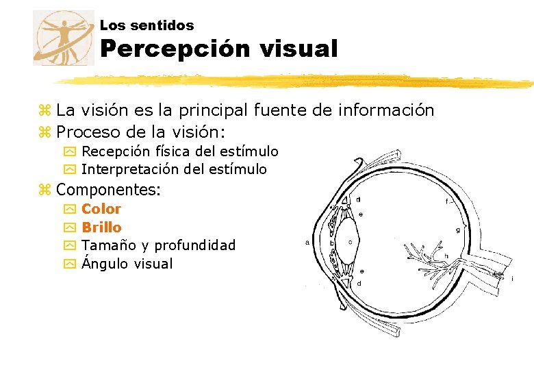 Los sentidos Percepción visual z La visión es la principal fuente de información z Los sentidos Percepción visual z La visión es la principal fuente de información z