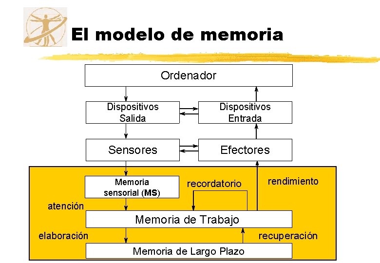 El modelo de memoria Ordenador Dispositivos Salida Dispositivos Entrada Sensores Efectores Memoria sensorial (MS) El modelo de memoria Ordenador Dispositivos Salida Dispositivos Entrada Sensores Efectores Memoria sensorial (MS)