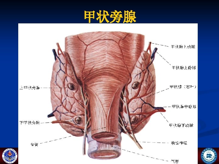 甲状旁腺 Department Of Orthopedic Surgery Navy General Hospital 海军总医院骨科暨全军腰椎间盘病诊治中心 