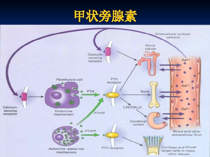 甲状旁腺素 Department Of Orthopedic Surgery Navy General Hospital 海军总医院骨科暨全军腰椎间盘病诊治中心 