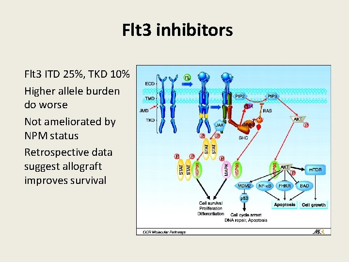 Flt 3 inhibitors Flt 3 ITD 25%, TKD 10% Higher allele burden do worse