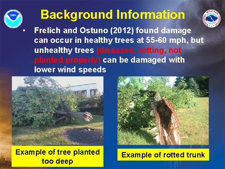 Background Information • Frelich and Ostuno (2012) found damage can occur in healthy trees