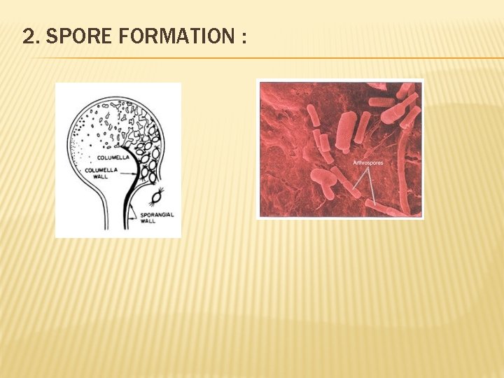 2. SPORE FORMATION : 