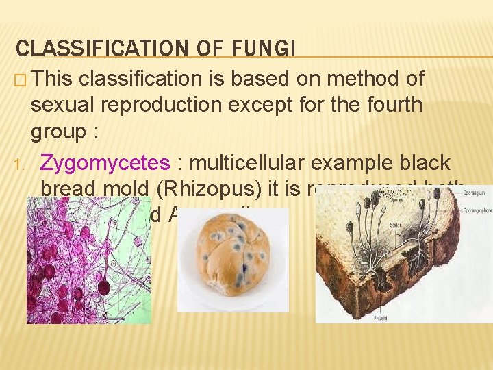 CLASSIFICATION OF FUNGI � This classification is based on method of sexual reproduction except