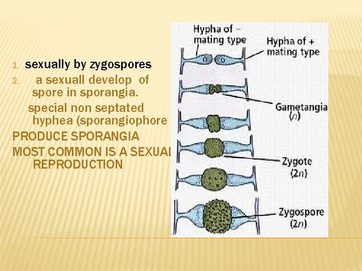 sexually by zygospores 2. a sexuall develop of spore in sporangia. special non septated