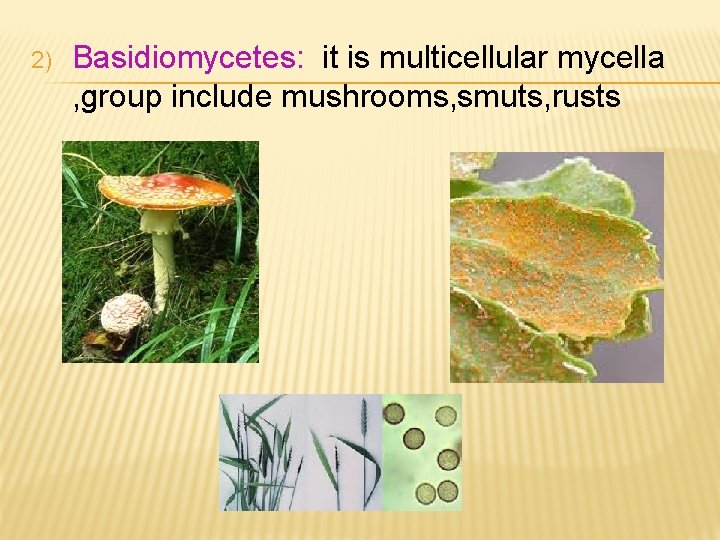 2) Basidiomycetes: it is multicellular mycella , group include mushrooms, smuts, rusts 