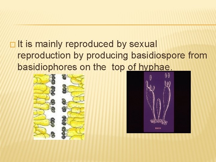 � It is mainly reproduced by sexual reproduction by producing basidiospore from basidiophores on