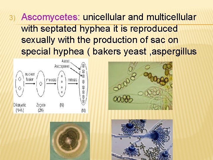 3) Ascomycetes: unicellular and multicellular with septated hyphea it is reproduced sexually with the