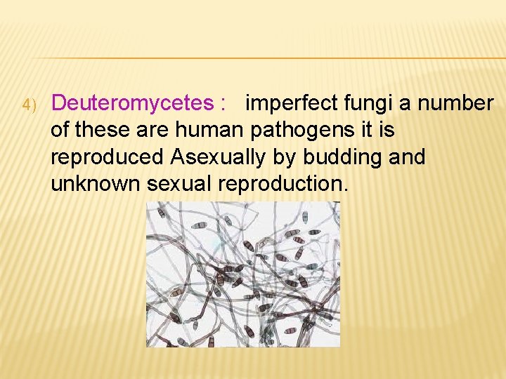 4) Deuteromycetes : imperfect fungi a number of these are human pathogens it is