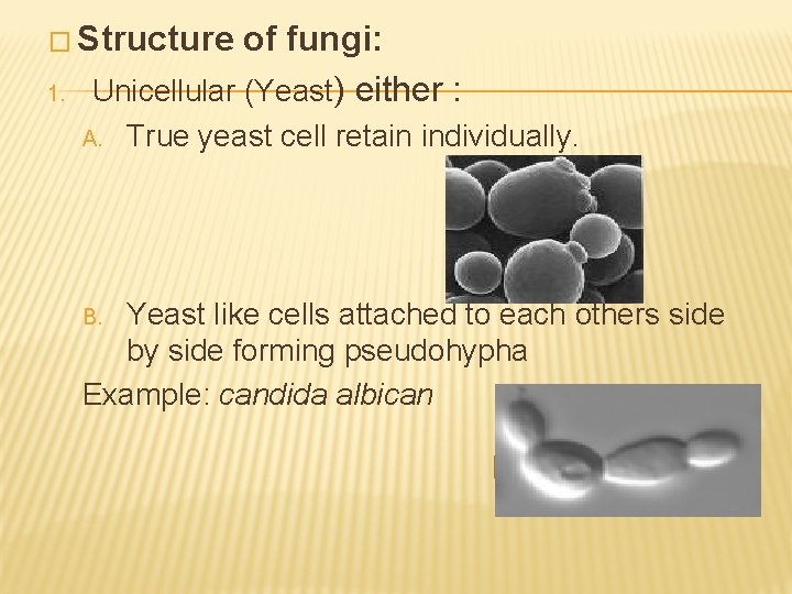 � Structure 1. of fungi: Unicellular (Yeast) either : A. True yeast cell retain