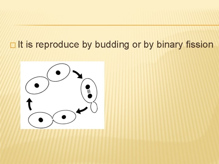 � It is reproduce by budding or by binary fission 