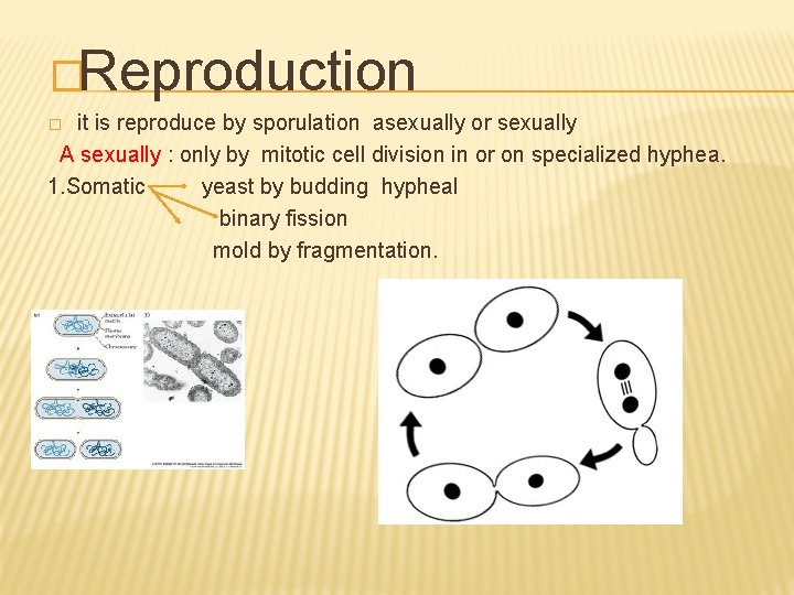 �Reproduction it is reproduce by sporulation asexually or sexually A sexually : only by