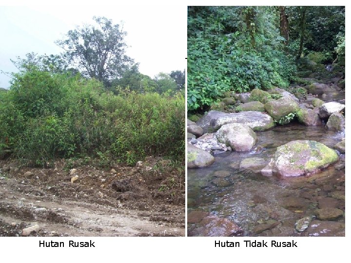 Hutan Rusak Hutan Tidak Rusak 