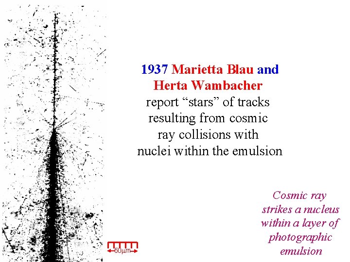 1937 Marietta Blau and Herta Wambacher report “stars” of tracks resulting from cosmic ray