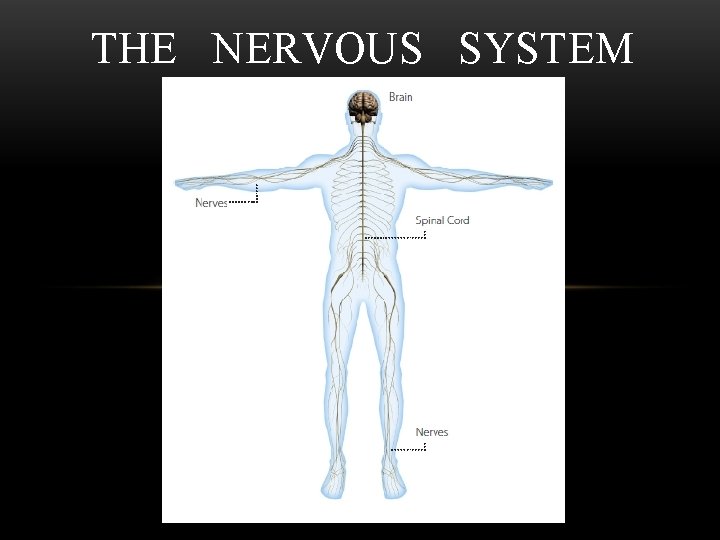 THE NERVOUS SYSTEM 