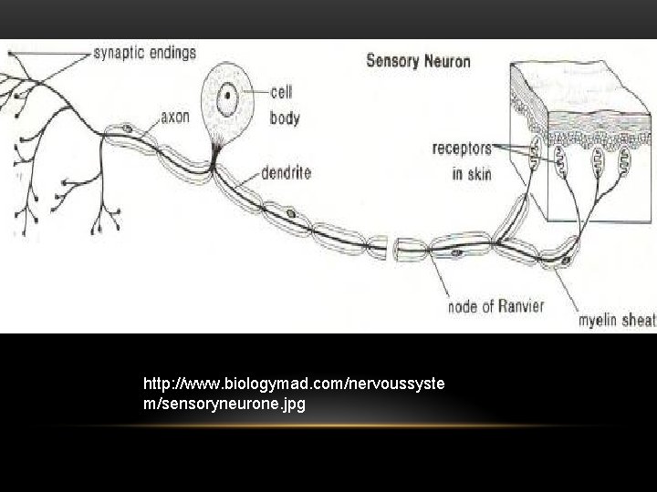 http: //www. biologymad. com/nervoussyste m/sensoryneurone. jpg 