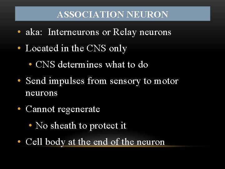 ASSOCIATION NEURON • aka: Interneurons or Relay neurons • Located in the CNS only