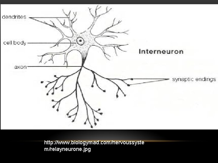 http: //www. biologymad. com/nervoussyste m/relayneurone. jpg 