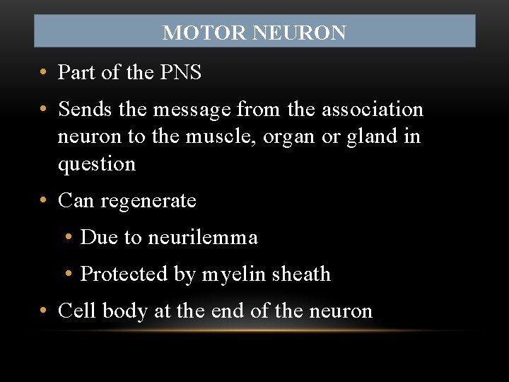 MOTOR NEURON • Part of the PNS • Sends the message from the association