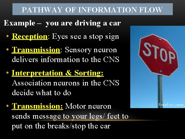 PATHWAY OF INFORMATION FLOW Example – you are driving a car • Reception: Eyes