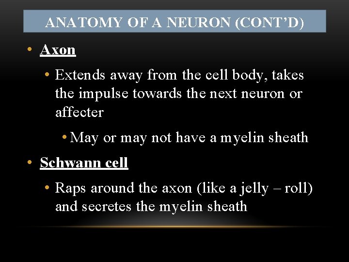 ANATOMY OF A NEURON (CONT’D) • Axon • Extends away from the cell body,