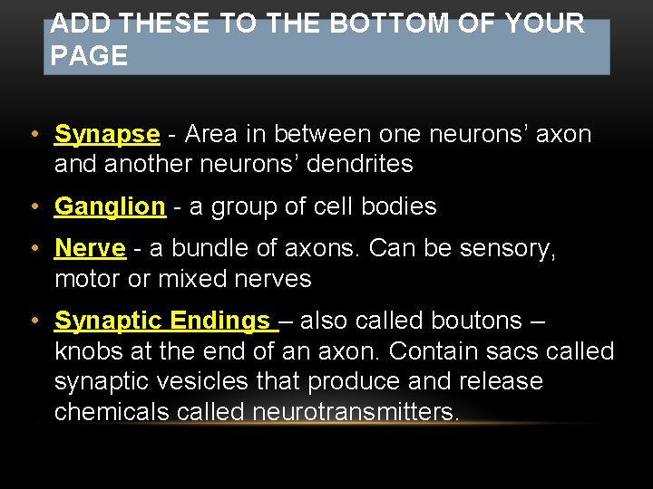 ADD THESE TO THE BOTTOM OF YOUR PAGE • Synapse - Area in between