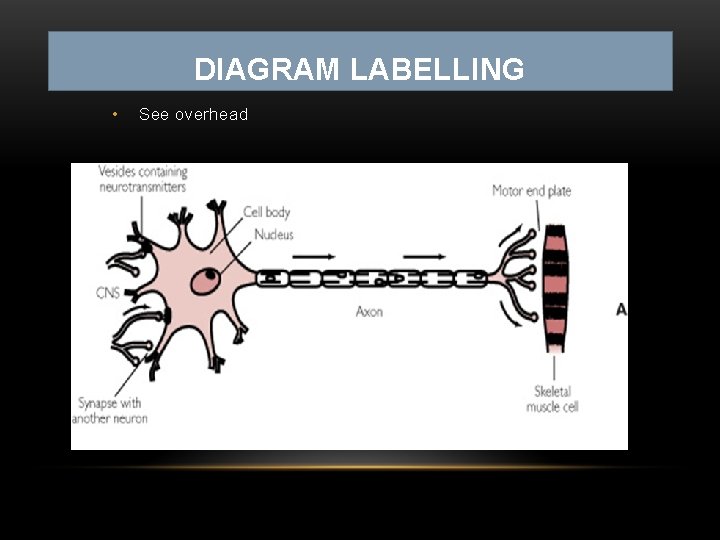 DIAGRAM LABELLING • See overhead 