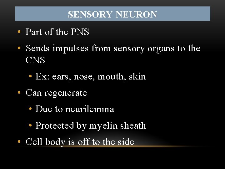 SENSORY NEURON • Part of the PNS • Sends impulses from sensory organs to