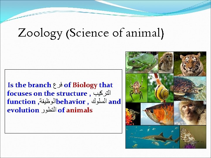 Zoology (Science of animal) Is the branch ﻓﺮﻉ of Biology that focuses on the Zoology (Science of animal) Is the branch ﻓﺮﻉ of Biology that focuses on the