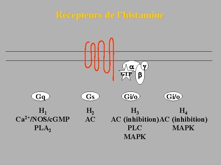 Récepteurs de l’histamine GTP Gq Gs H 1 Ca 2+/NOS/c. GMP PLA 2 H