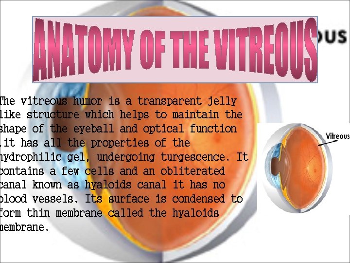 The vitreous humor is a transparent jelly like structure which helps to maintain the The vitreous humor is a transparent jelly like structure which helps to maintain the
