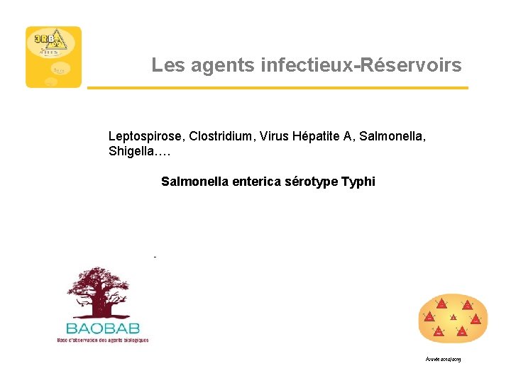 Les agents infectieux-Réservoirs Leptospirose, Clostridium, Virus Hépatite A, Salmonella, Shigella…. Salmonella enterica sérotype Typhi