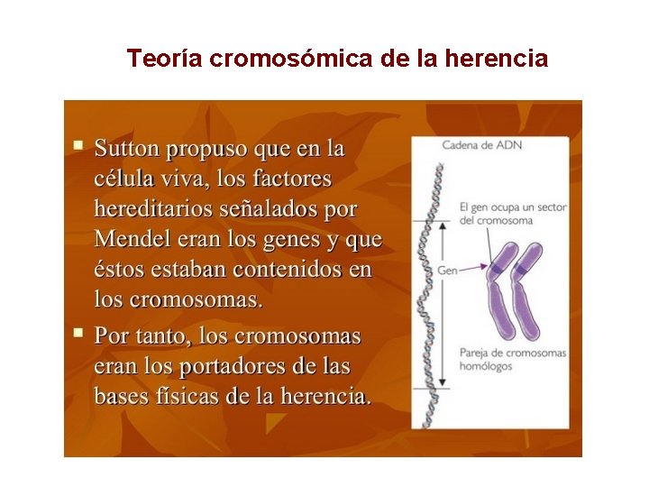 Teoría cromosómica de la herencia Teoría cromosómica de la herencia