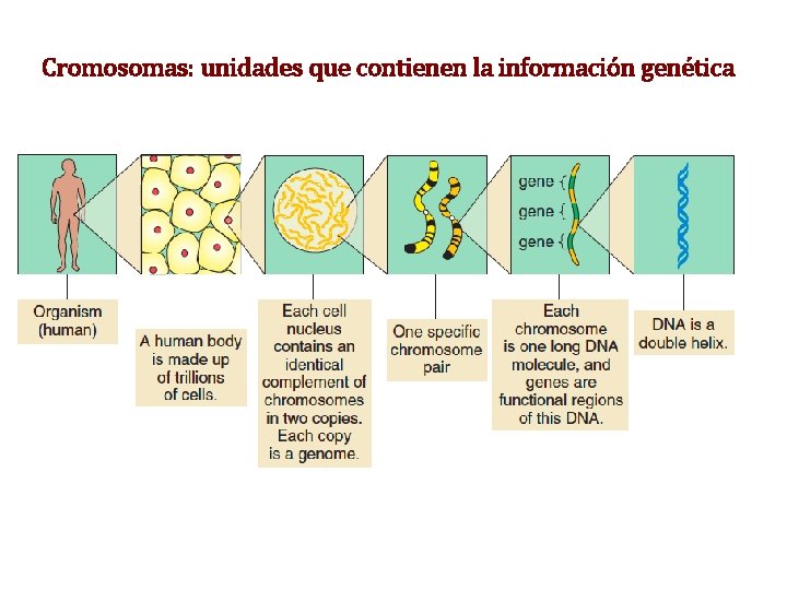 Cromosomas: unidades que contienen la información genética Cromosomas: unidades que contienen la información genética