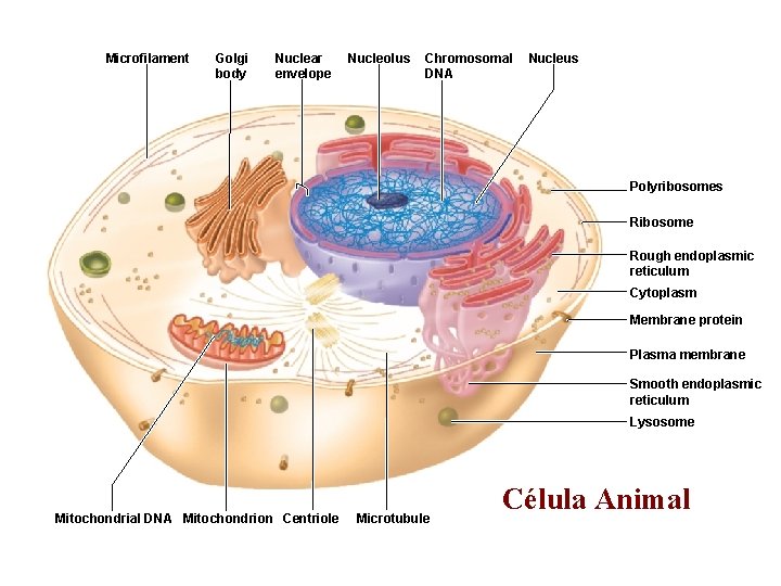 Microfilament Golgi body Nuclear envelope Nucleolus Chromosomal DNA Nucleus Polyribosomes Ribosome Rough endoplasmic reticulum Microfilament Golgi body Nuclear envelope Nucleolus Chromosomal DNA Nucleus Polyribosomes Ribosome Rough endoplasmic reticulum