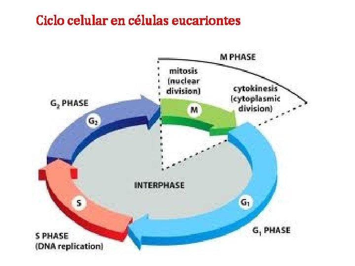 Ciclo celular en células eucariontes Ciclo celular en células eucariontes