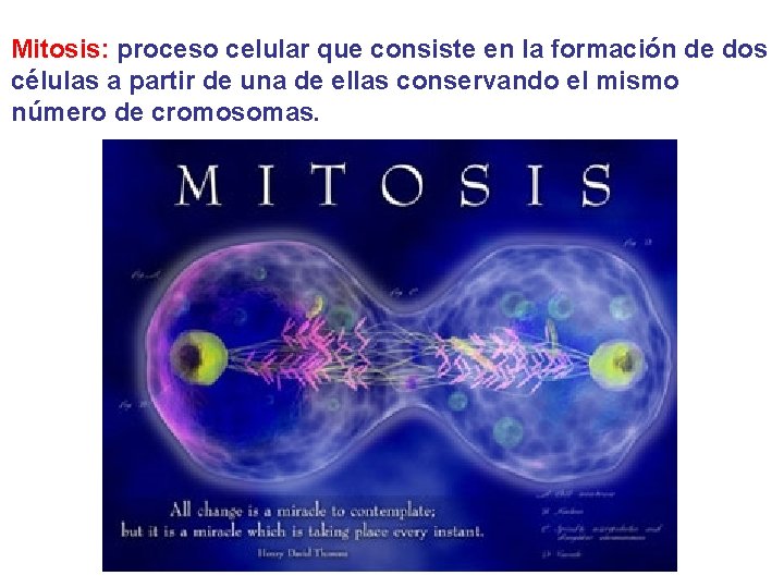 Mitosis: proceso celular que consiste en la formación de dos células a partir de Mitosis: proceso celular que consiste en la formación de dos células a partir de