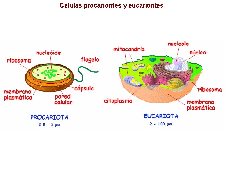 Células procariontes y eucariontes Células procariontes y eucariontes